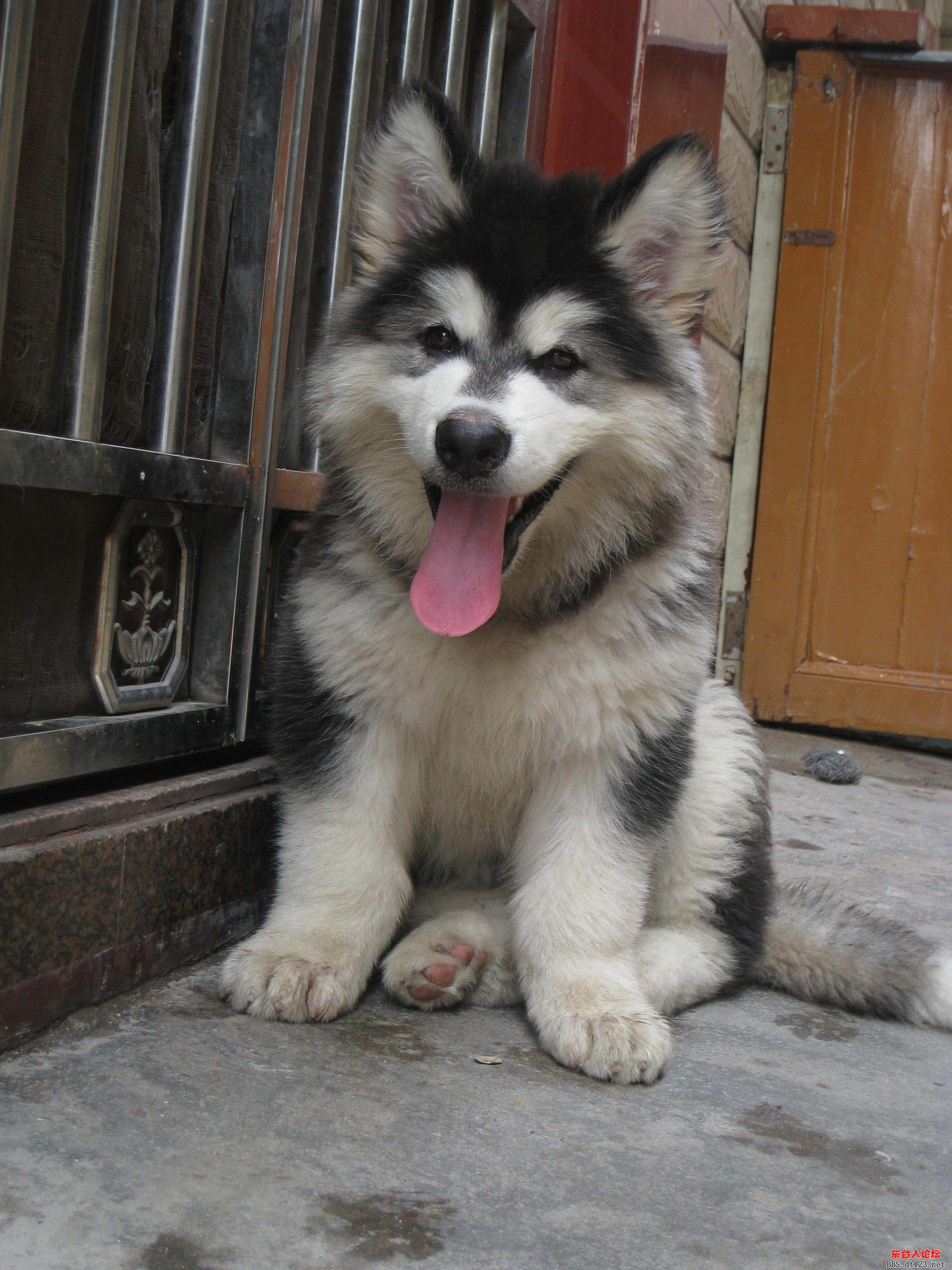阿拉斯加幼犬