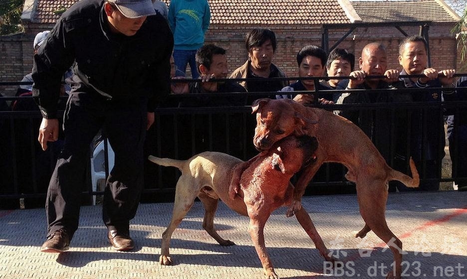 比特犬撕咬主人图片_WWW.66152.COM