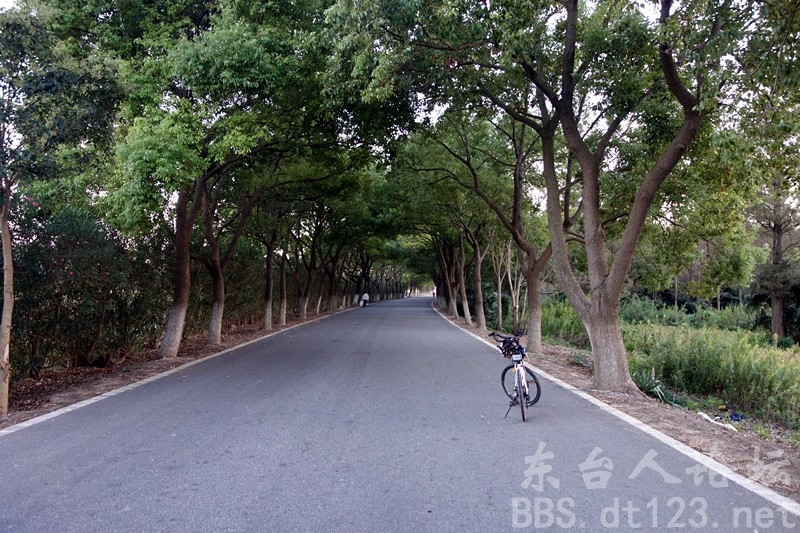 国庆骑行崇明岛-一路桂香,心儿欢畅!-户外活动