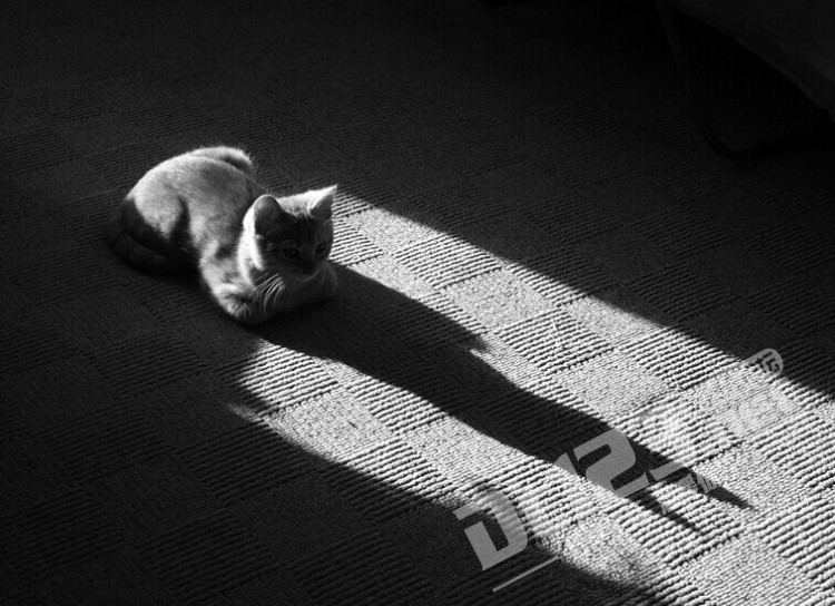 最孤独的说说长