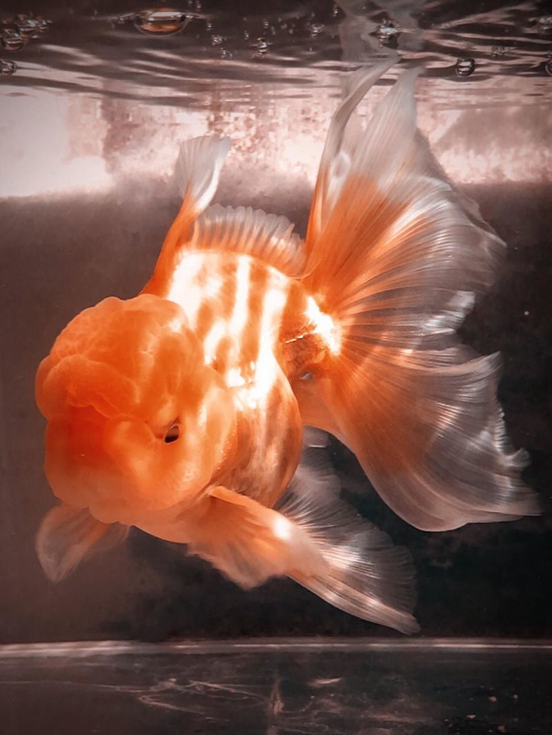 150出条飘逸的大金鱼泰狮f1
