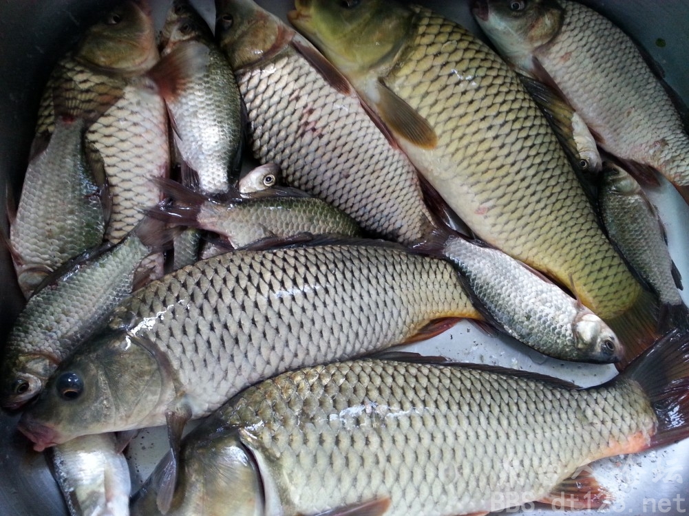 [钓鱼] 继续花鱼