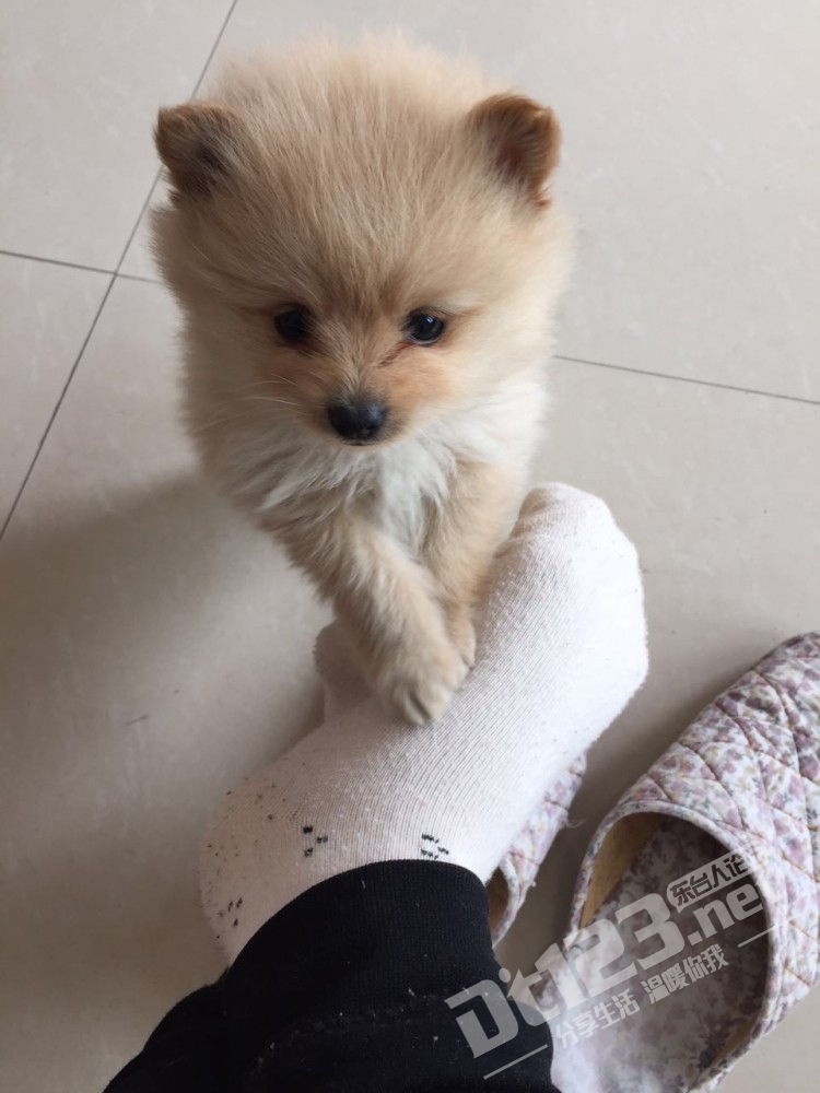 家养博美犬有宝宝了,满月了!